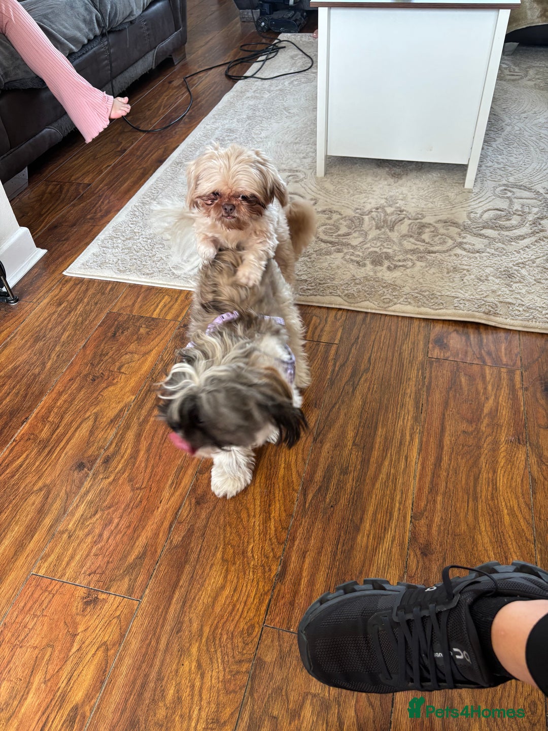 Shih Tzu dogs for sale: Shih Tzu puppies - Image 15