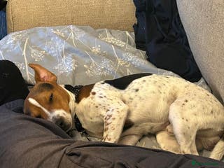 Jack Russell dogs Jack Russell Cross need loving home - Advert 1