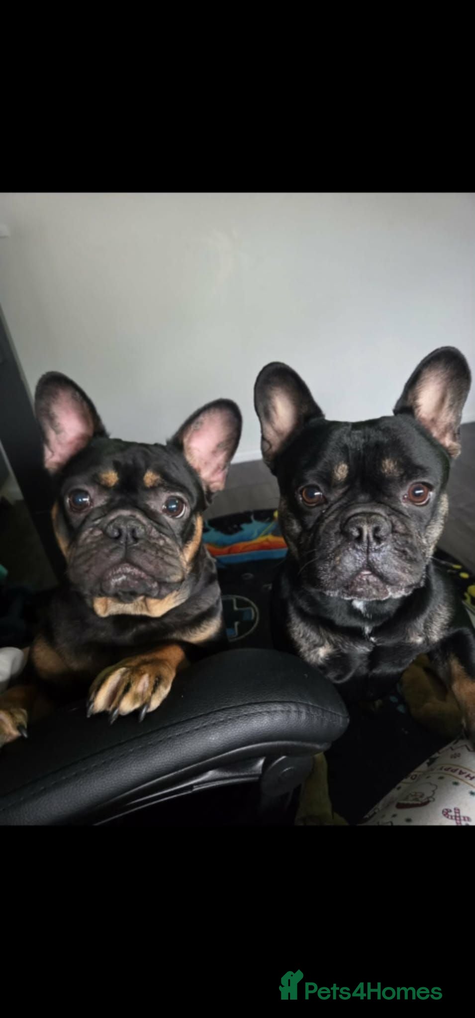 French Bulldog dogs French bulldog for sale  - Advert 1
