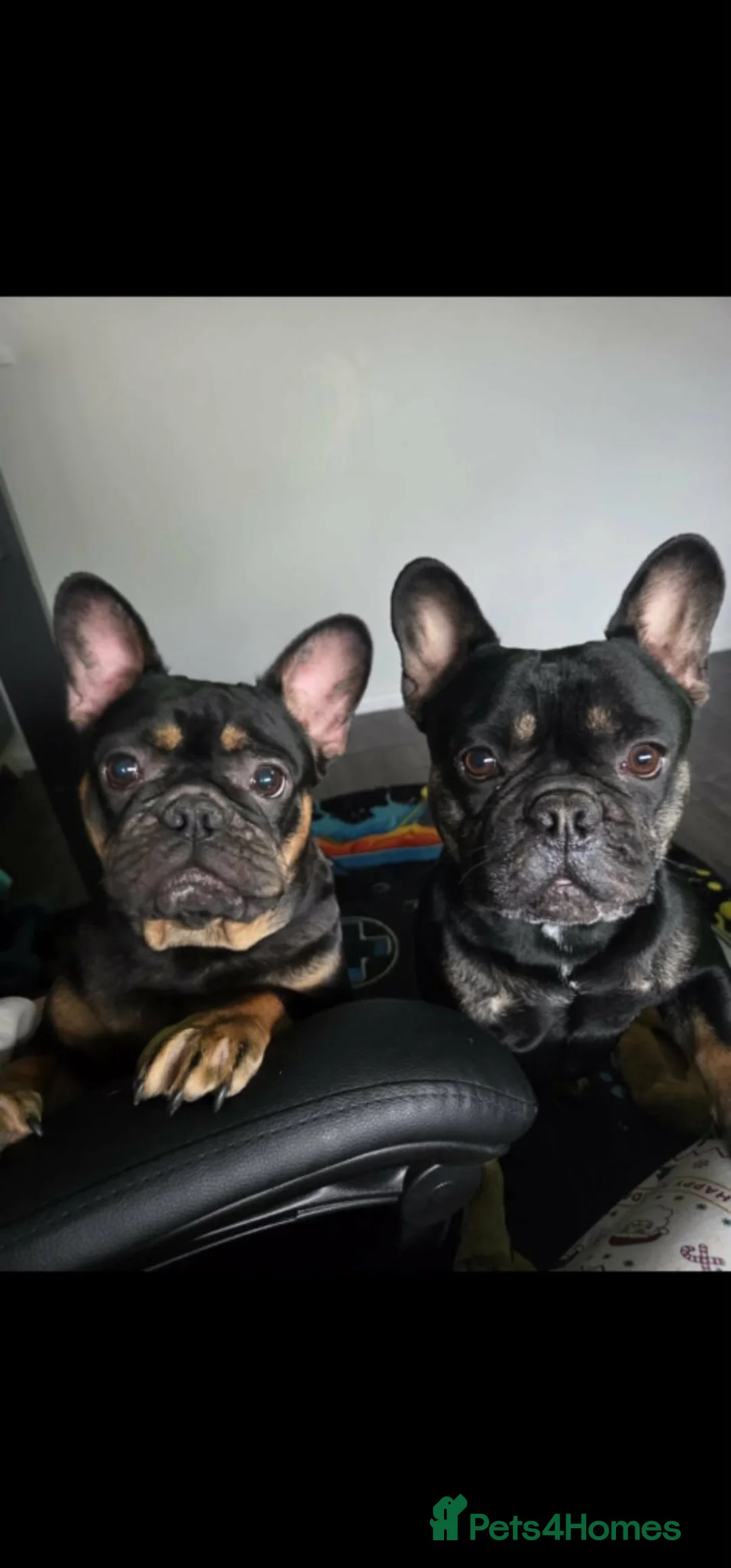 French Bulldog dogs for sale: French bulldog for sale  in Carlisle - Advert 1