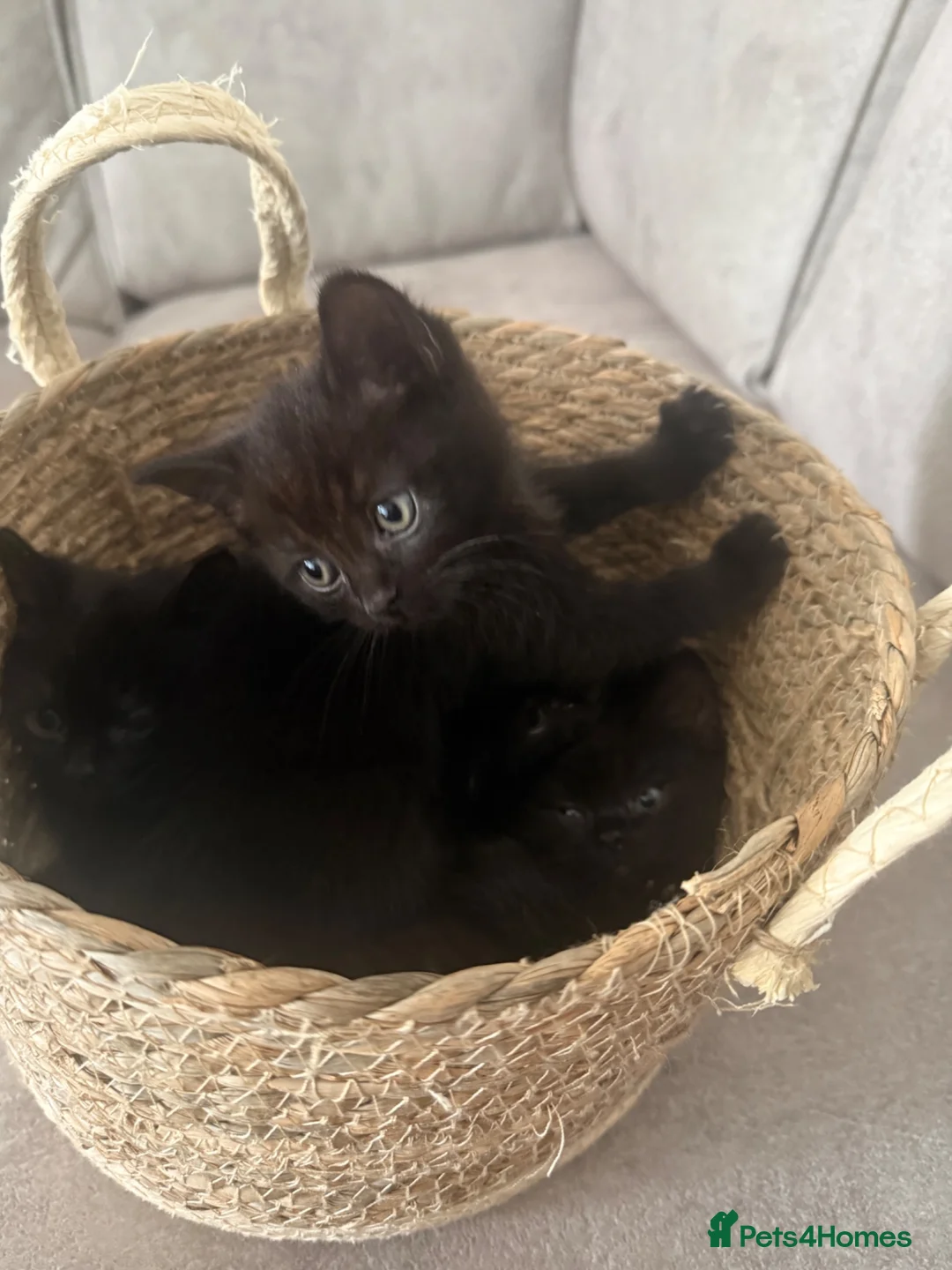 British Shorthair cats for sale: 5 beautiful mixed British shorthair  - Advert 5