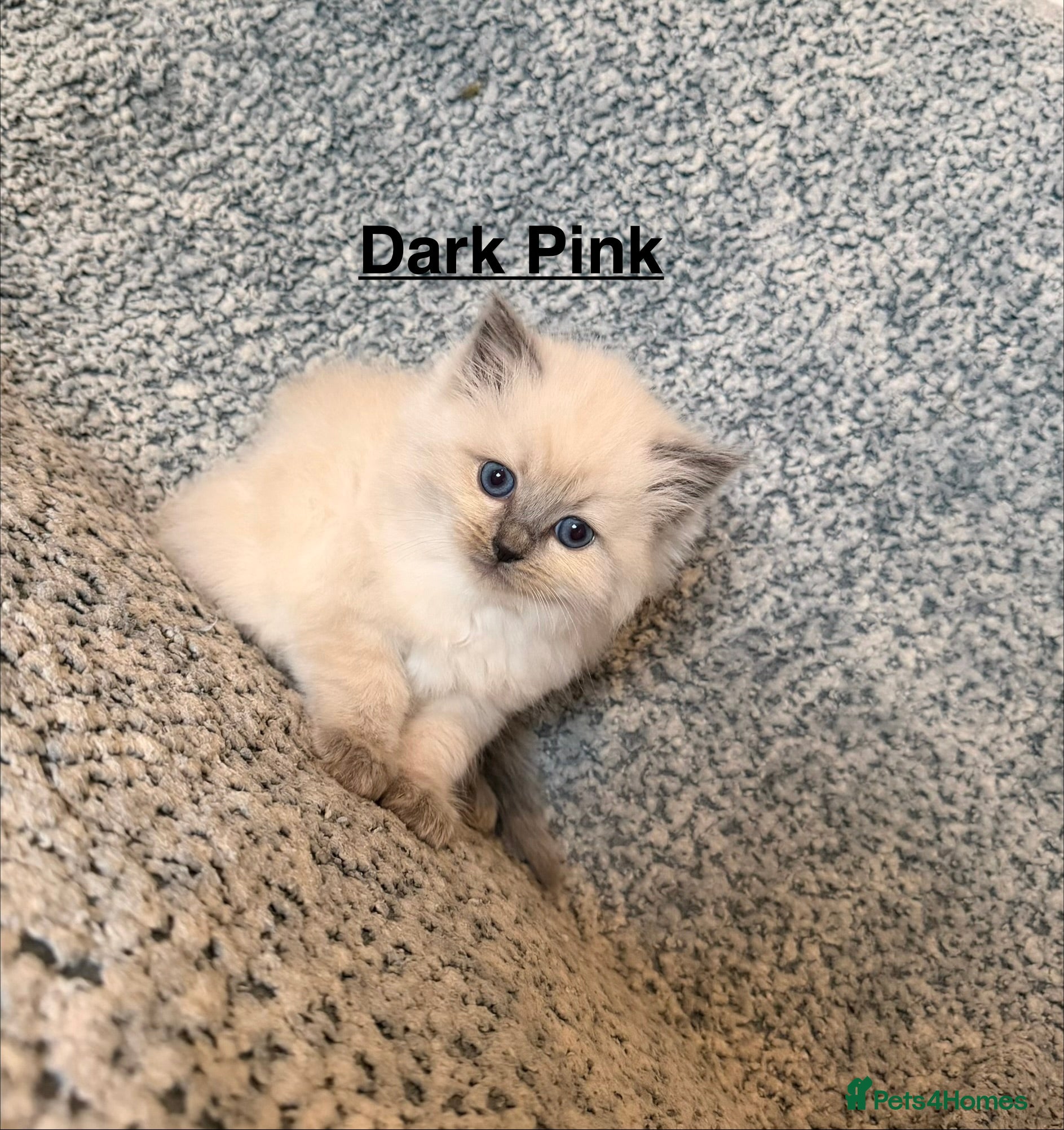 Ragdoll cats Purebred Blue Point & Blue Mitted kittens - Advert 2