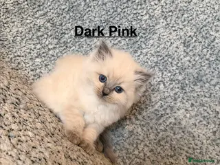 Ragdoll cats Purebred Blue Point & Blue Mitted ragdolls - Advert 1