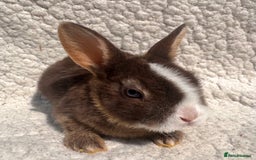 Rex rabbits for sale: chocolate vienna mini rex babies - Image 11