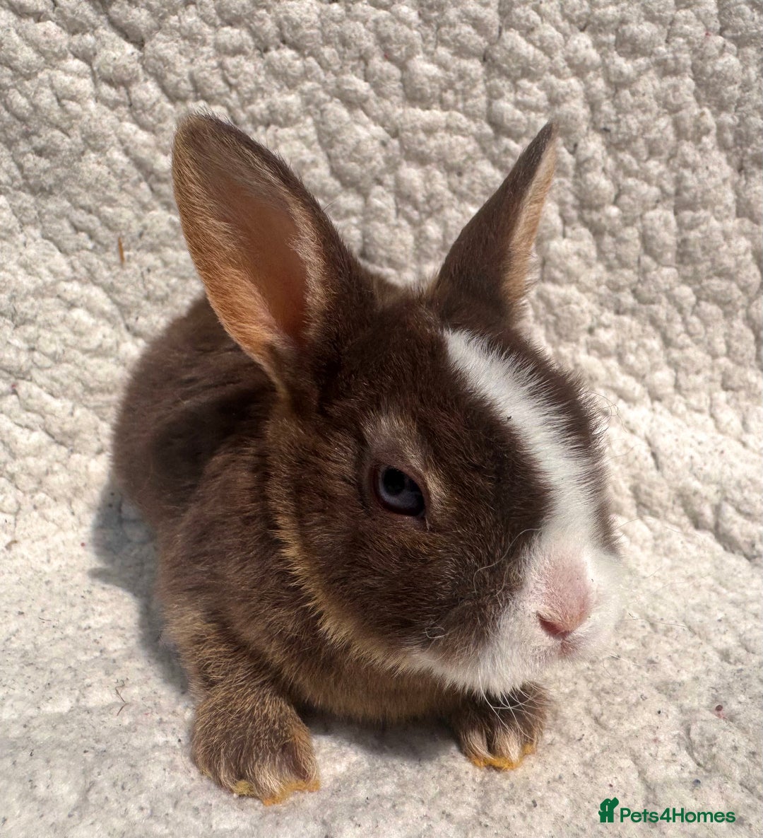 Rex rabbits for sale: chocolate vienna mini rex babies - Image 11