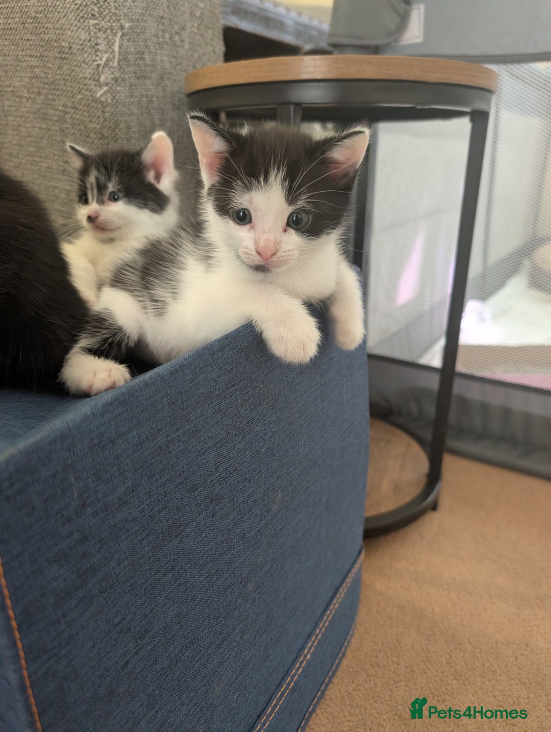 Mixed Breed cats for sale: Kittens - Advert 5