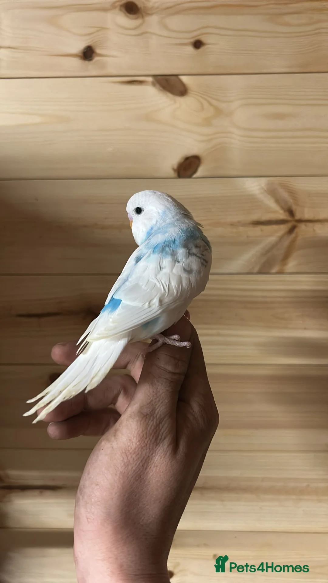 Budgerigars birds for sale: Beautiful Hand-Tame Budgies - Advert 2