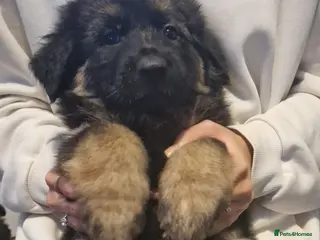 German Shepherd dogs ONLY 1 KC PUP READY NOW - Advert 1