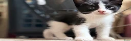 Mixed Breed cats for sale: Adorable black & white boy kittens - ready in 2wks - Advert 25