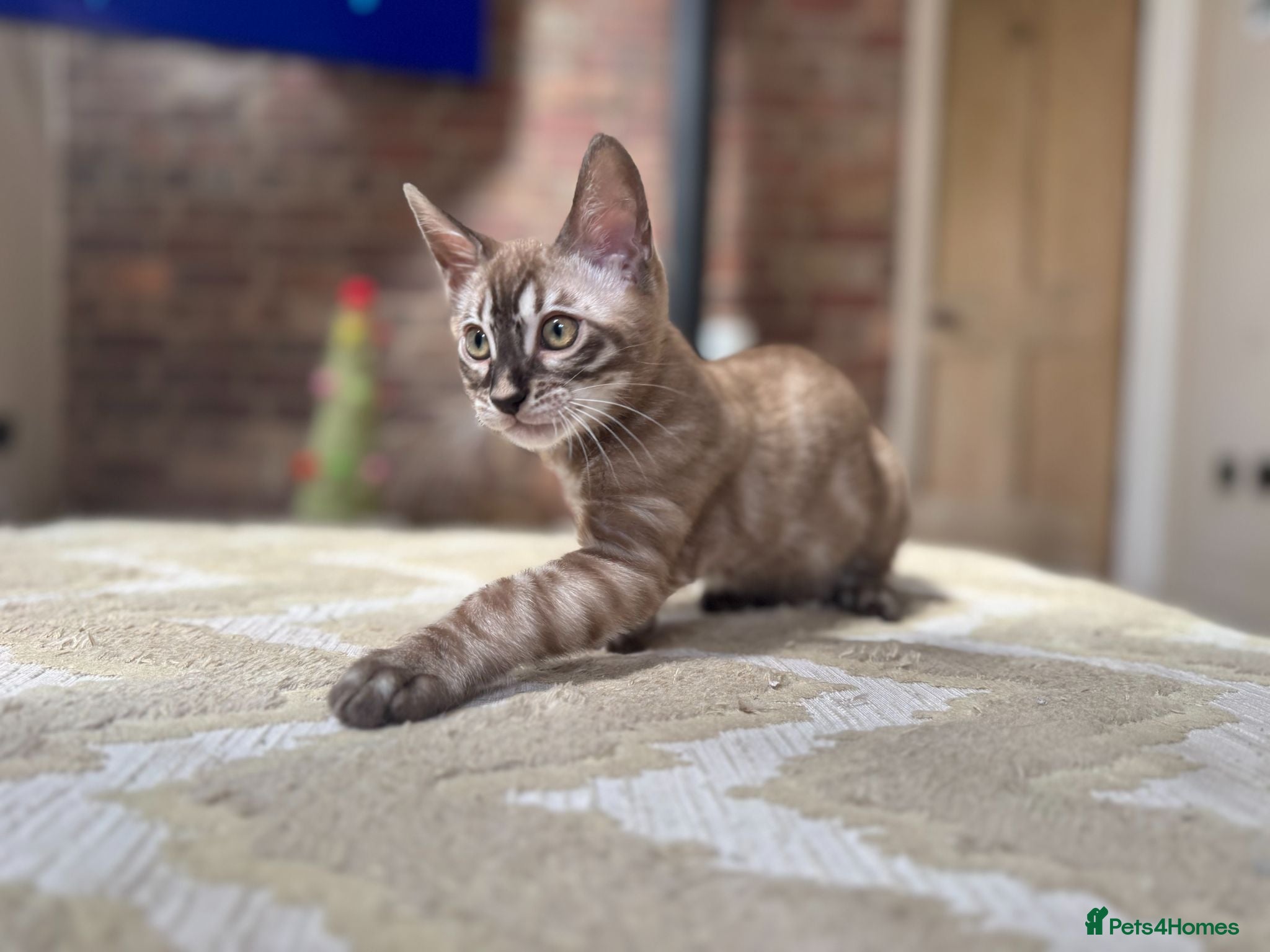Bengal cats ⭐⭐⭐ Stunning Rare Charcoal Mink Bengal Kitten ⭐⭐⭐ - Advert 2