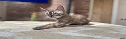 Bengal cats for sale: ⭐⭐⭐ Stunning Rare Charcoal Mink Bengal Kitten ⭐⭐⭐ - Advert 2