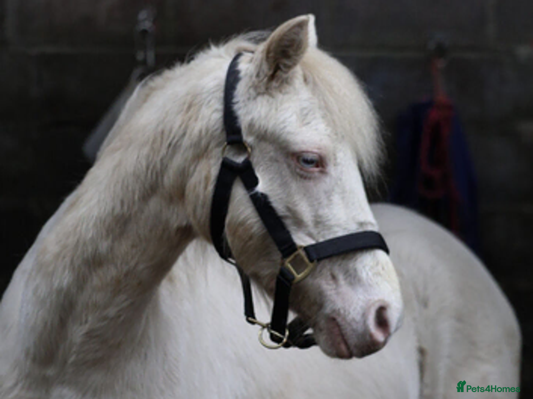Welsh Section A horses for sale: 15 yr old registered sec a cremello in Tonypandy - Advert 1