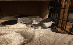 British Shorthair cats for sale: British shorthair x Ragdoll kittens. Mixed prices - Image 9