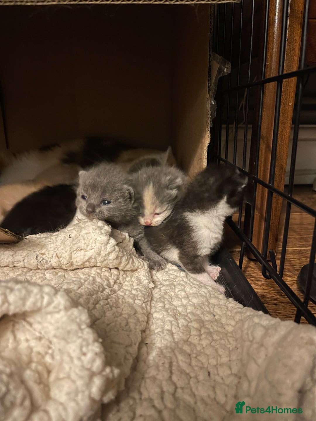 British Shorthair cats for sale: British shorthair x Ragdoll kittens. Mixed prices - Image 9