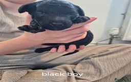 Toy Poodle dogs for sale: 5 beautiful black toy poodle puppies - Image 3