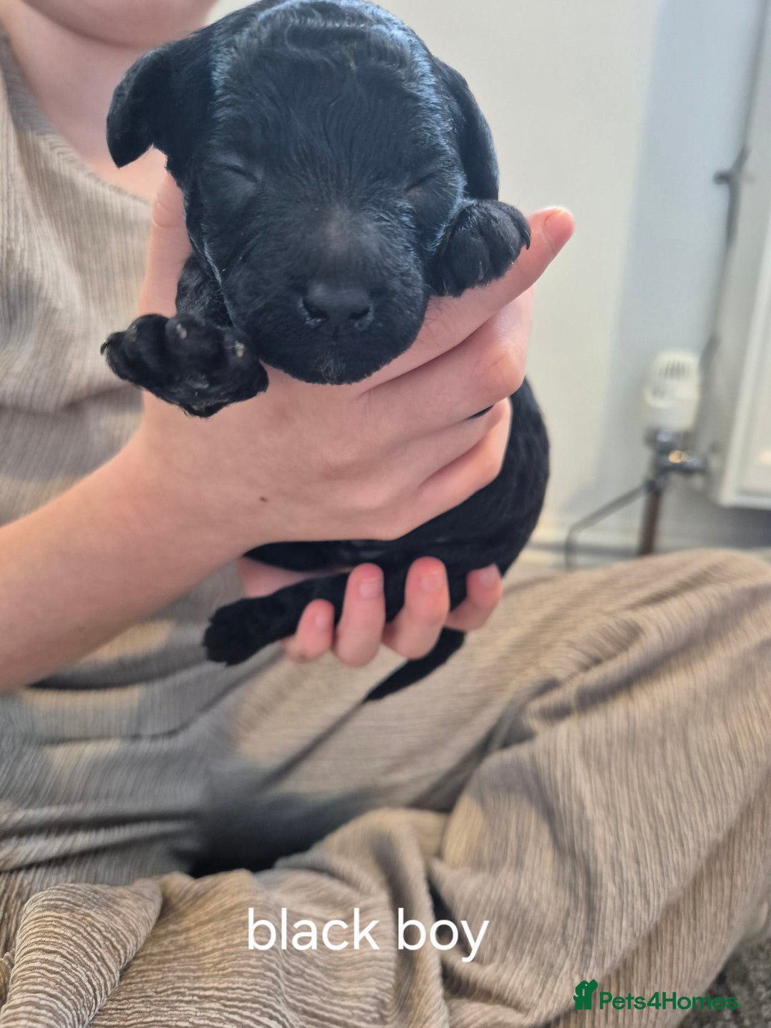 Toy Poodle dogs for sale: 5 beautiful black toy poodle puppies - Image 3