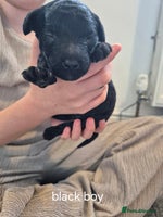 Toy Poodle dogs - Advert 15