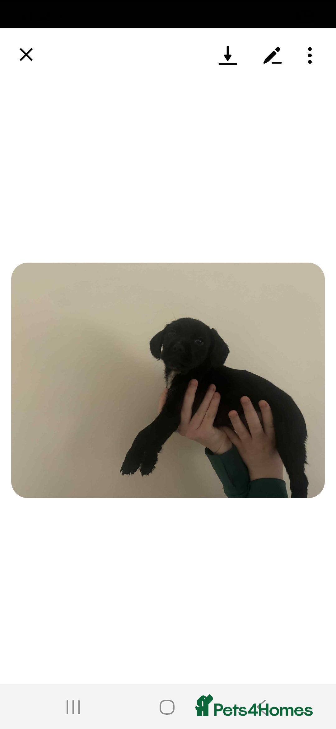 Mixed Breed dogs for sale: Lovely cocker spaniel x - Image 4