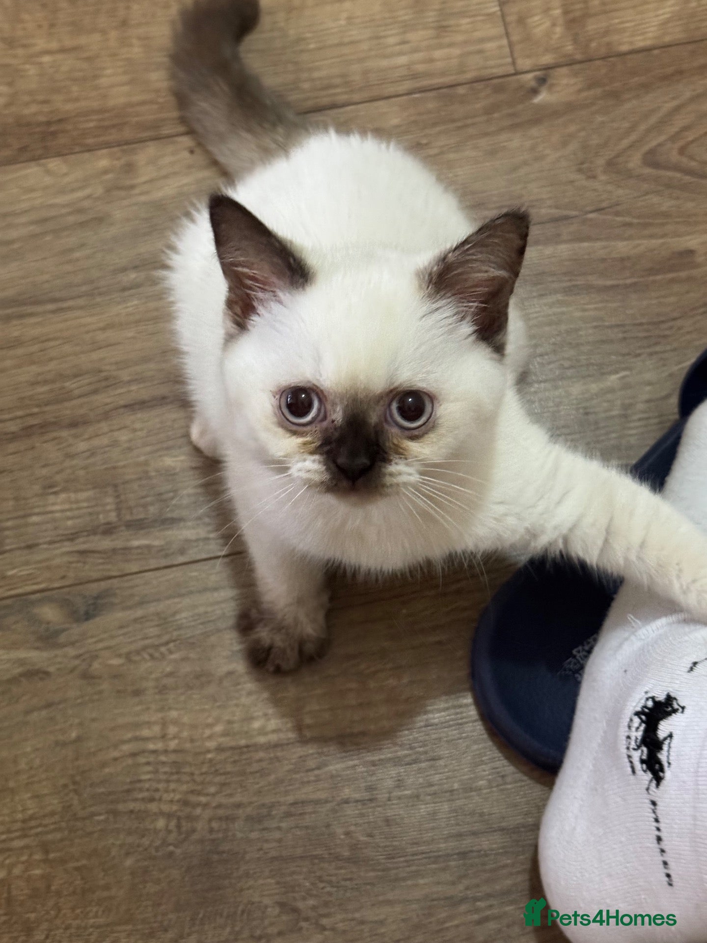 British Shorthair cats Beautiful, Friendly Kitten – GCCF Registered - Advert 1