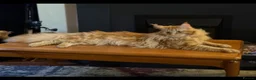 Mixed Breed cats for sale: Maine coon x ragdoll kittens - Advert 6