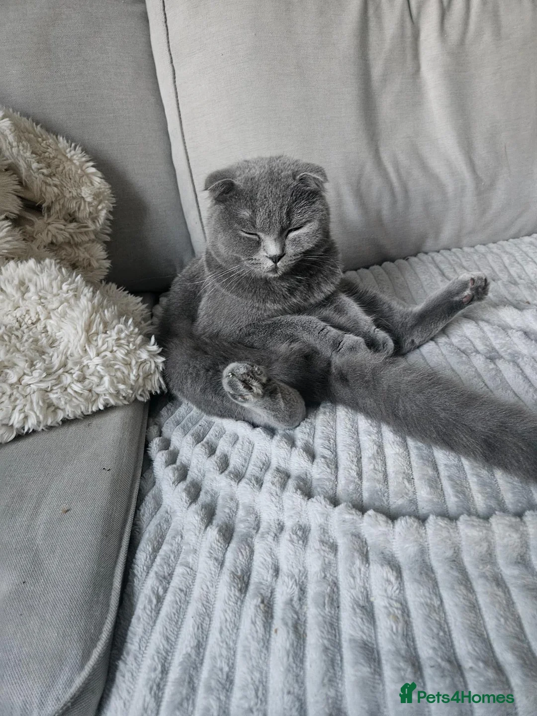 Scottish Fold cats for sale: female scottish fold  - Advert 2