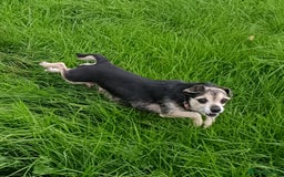 Mixed Breed dogs for sale: Stunning unique 3/4 Chihuahua x Italian greyhound  - Image 5