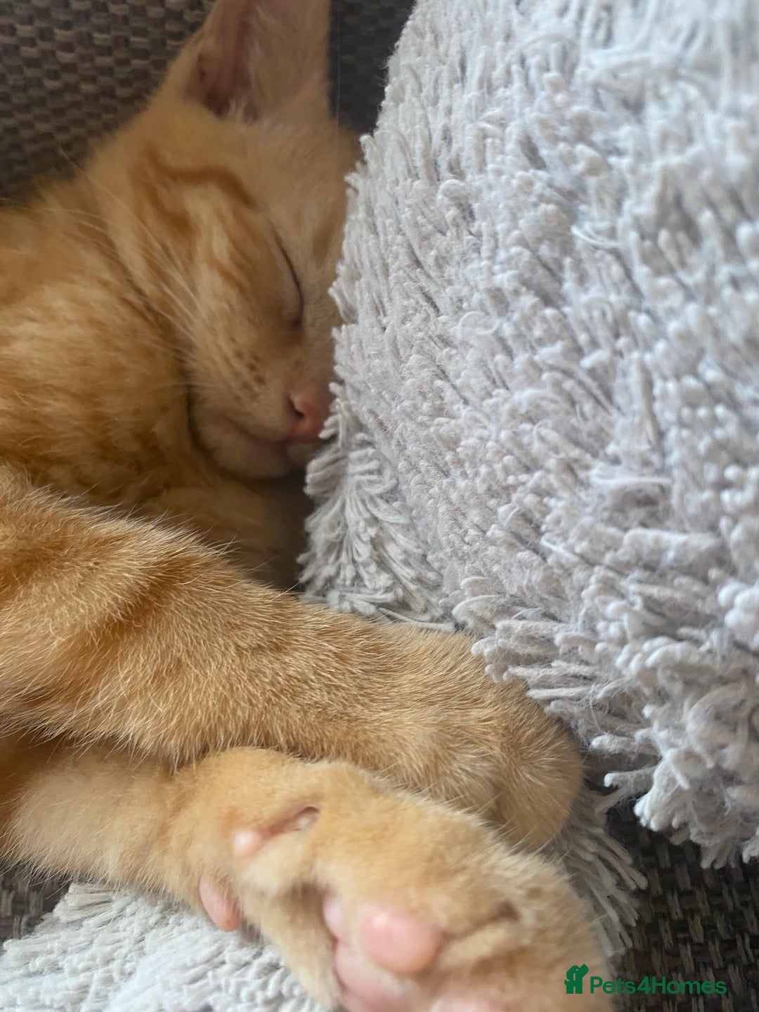 Mixed Breed cats for sale: Beautiful ginger boy kitten - Image 8