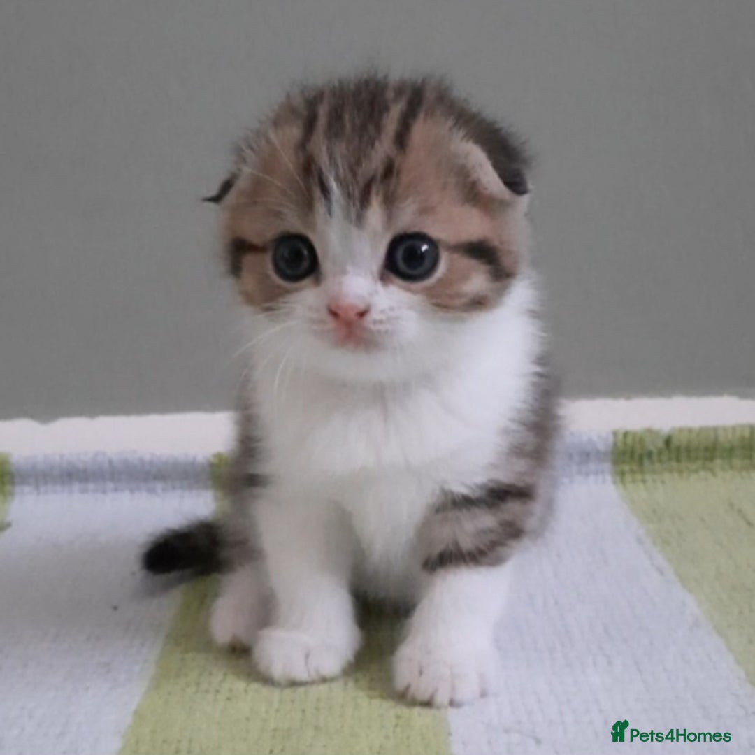 Scottish Fold cats for sale: TICA Reg: Scottish Fold Neutered Girl Kittens - Advert 22
