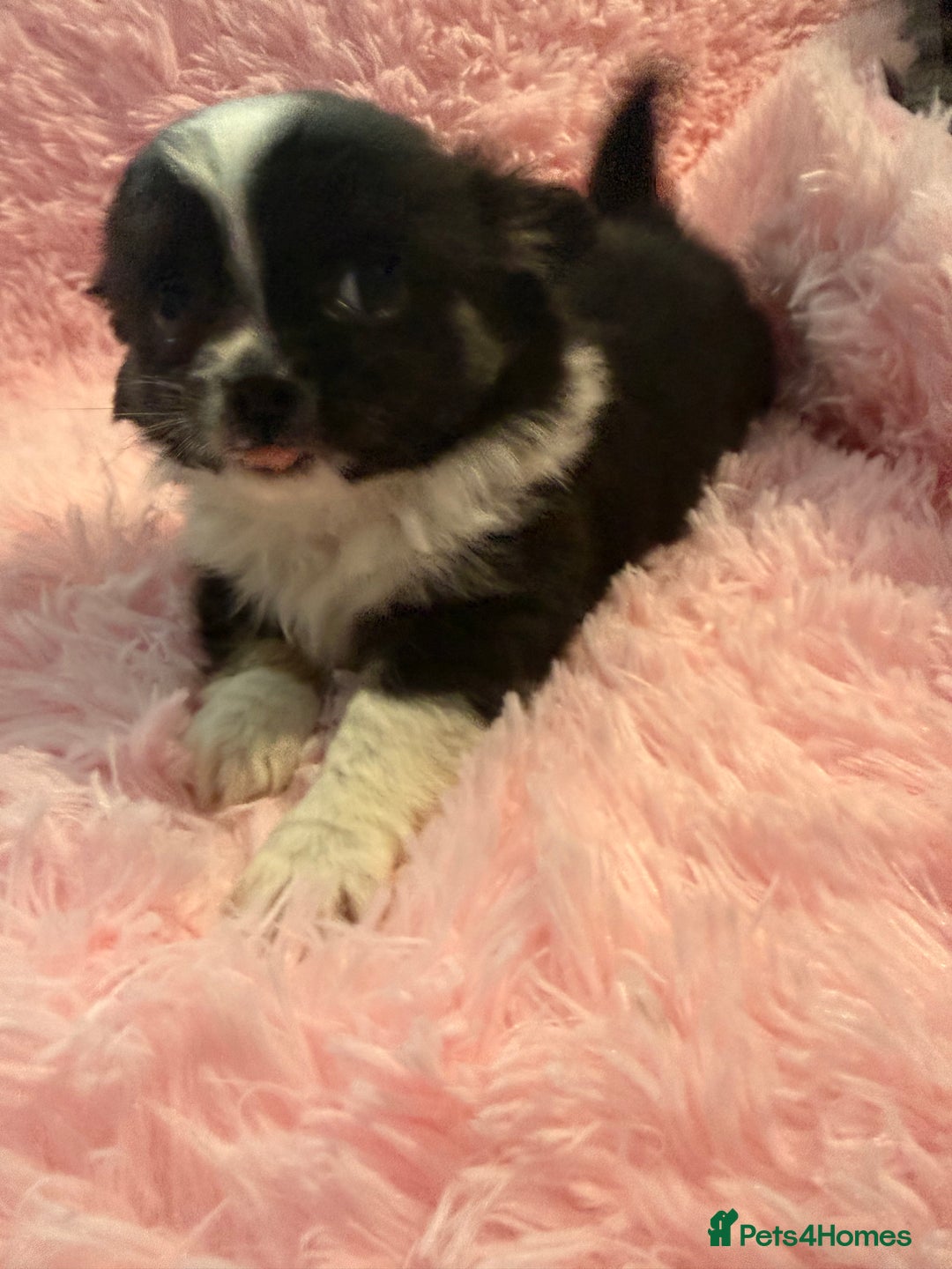 Chihuahua dogs for sale: Beautiful litter of four l/c CHIHUAHUAS READY NOW! - Advert 17