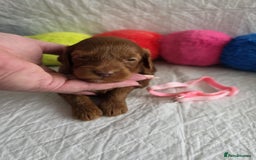 Mini Goldendoodle dogs for sale: 👑Superb Rare Toy/Mini Deepest Red Goldendoodles👑 - Image 6