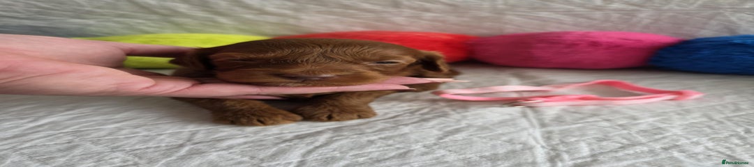Pink collar girl 