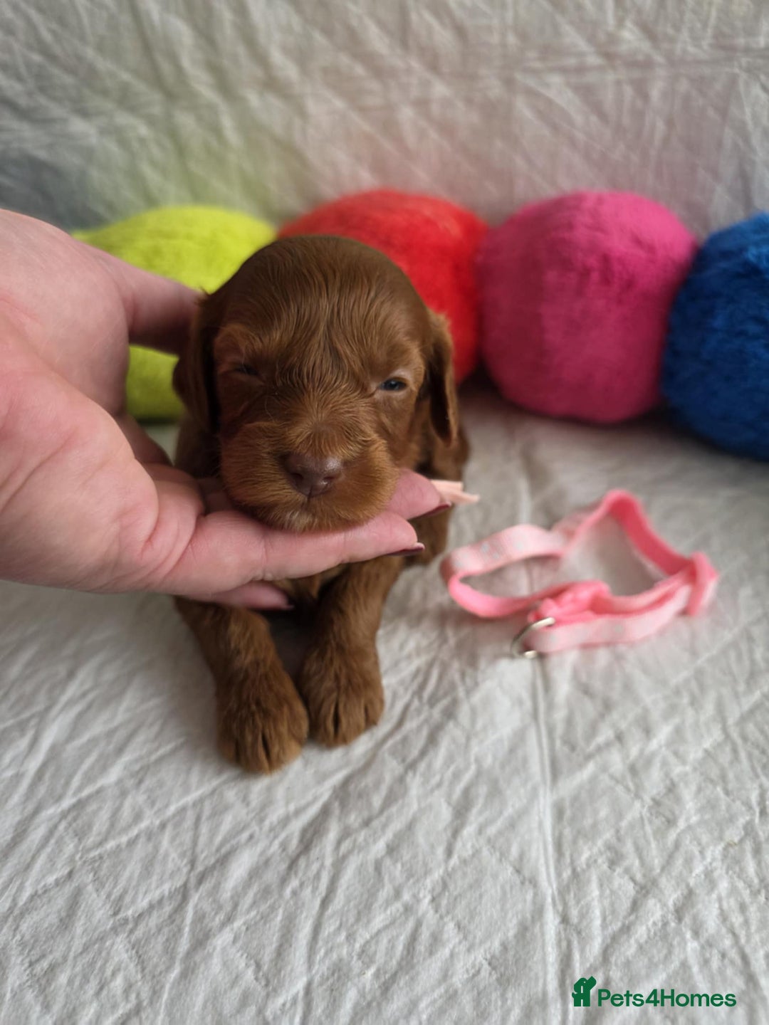 Mini Goldendoodle dogs for sale: 👑Superb Rare Toy/Mini Deepest Red Goldendoodles👑 - Image 6