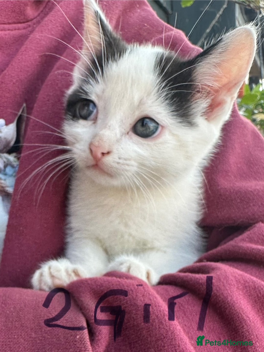 British Shorthair cats for sale: Adorable Black and White Kittens (mixed breed) - Image 23