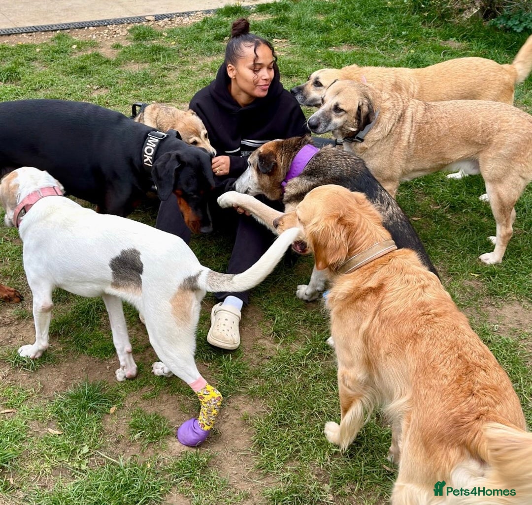 Mixed Breed dogs for adoption: Playful Kaya is Waiting for Her Forever Home! ❤️ - Image 4