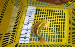 Koi Carp fish for sale: UK koi carp  - Image 21