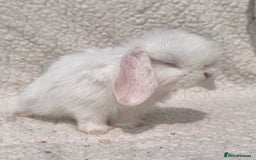 Mini Lop rabbits for sale: STUNNING PUREBRED MINI LOP BABY GIRLS AND BOYS - Image 8