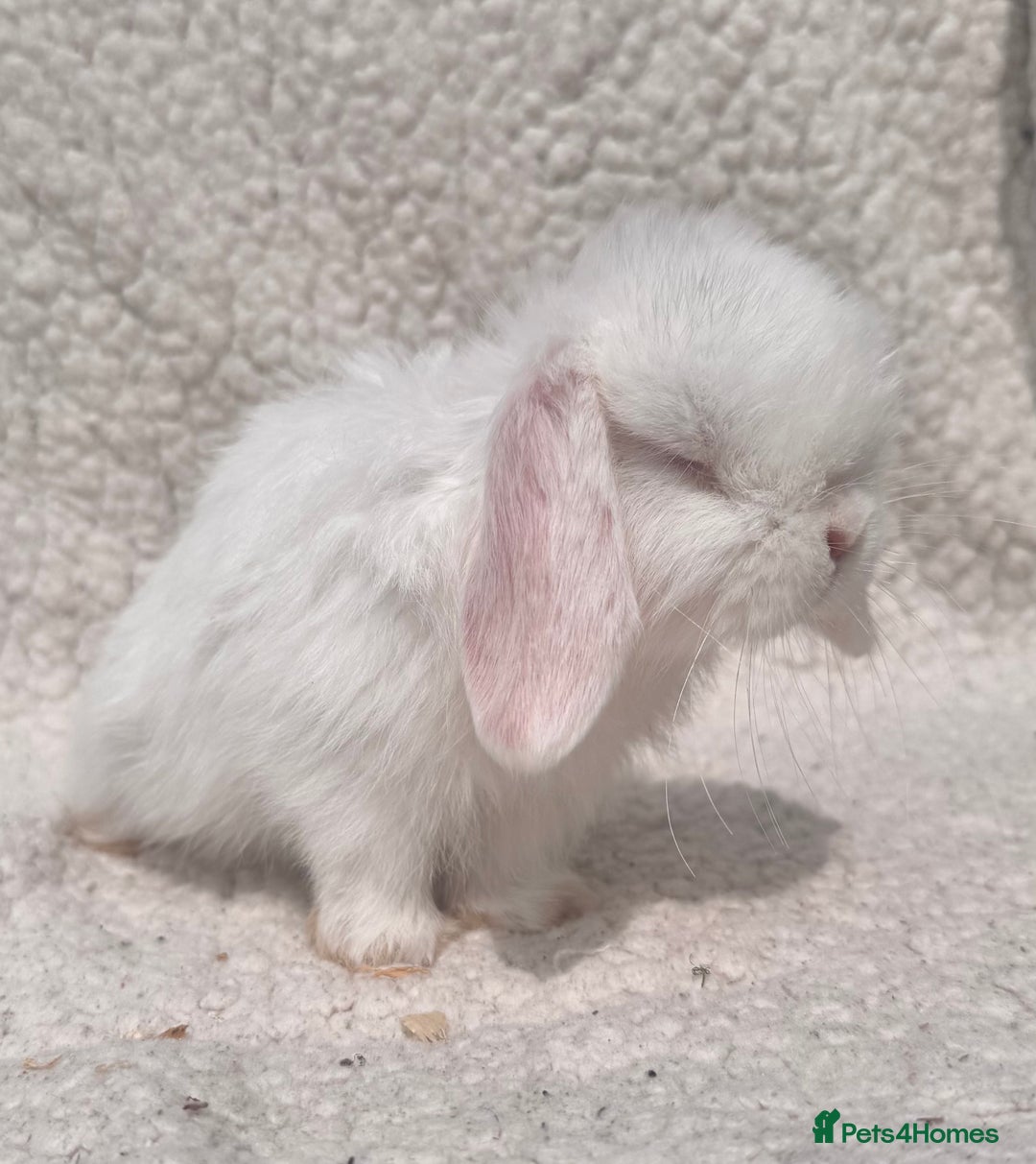 Mini Lop rabbits for sale: STUNNING PUREBRED MINI LOP BABY GIRLS AND BOYS - Image 8