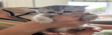 British Shorthair 4