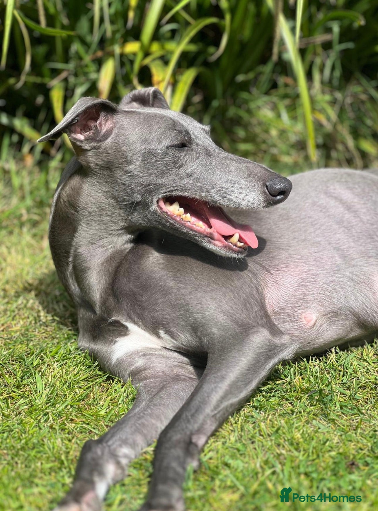 Whippet dogs Whippet puppies - Advert 16