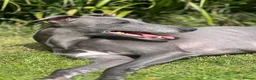 Whippet dogs for sale: Whippet puppies in Staines - Advert 1