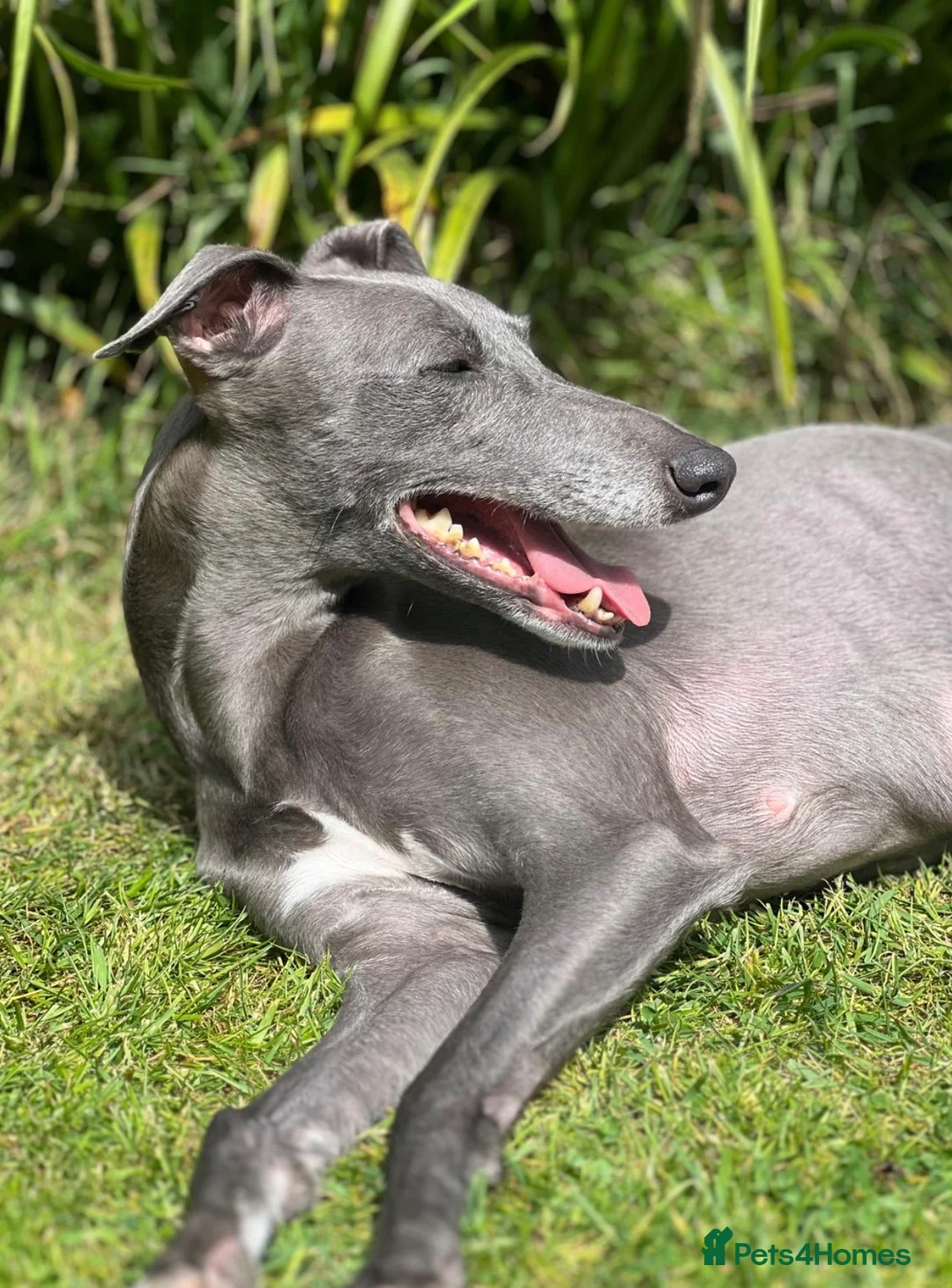 Whippet dogs for sale: Whippet puppies in Staines - Advert 1