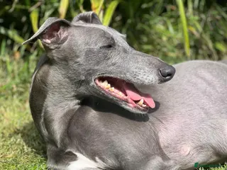Whippet dogs Whippet puppies - Advert 3
