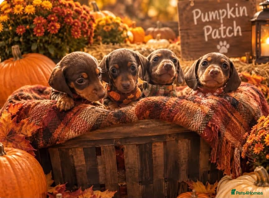 Miniature Dachshund dogs 4 gorgeous mini dachshund puppies  - Advert 1