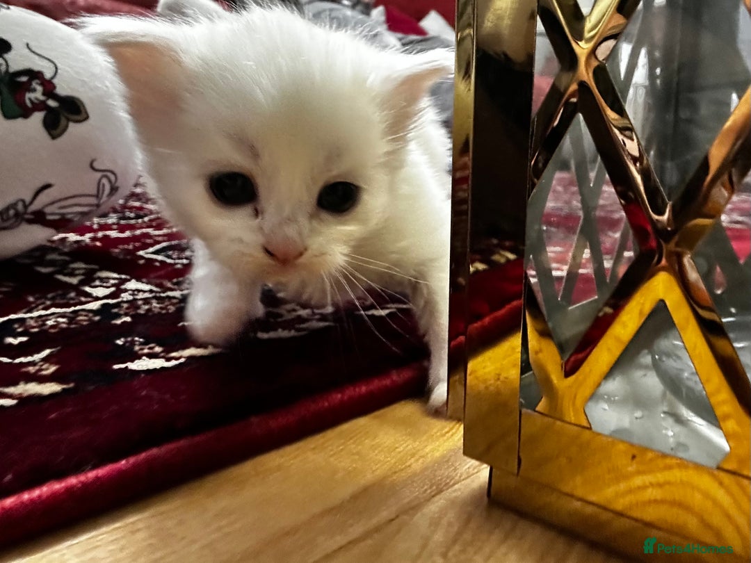 Siamese cats for sale: Siamese x russian blue kittens - Advert 28