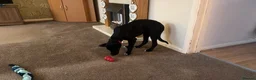 Borador dogs for sale: NESSA in Minehead - Advert 2