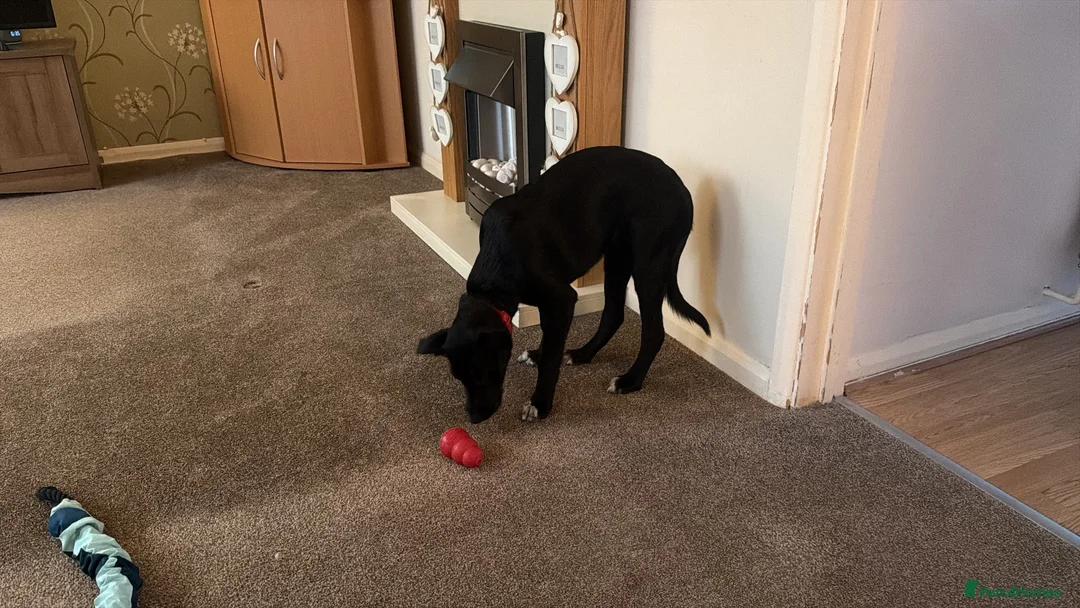 Borador dogs for sale: NESSA in Minehead - Advert 2