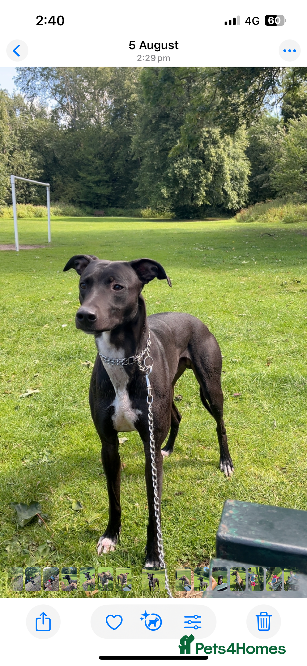 Mixed Breed dogs for sale: Gray bull hounds  - Advert 13