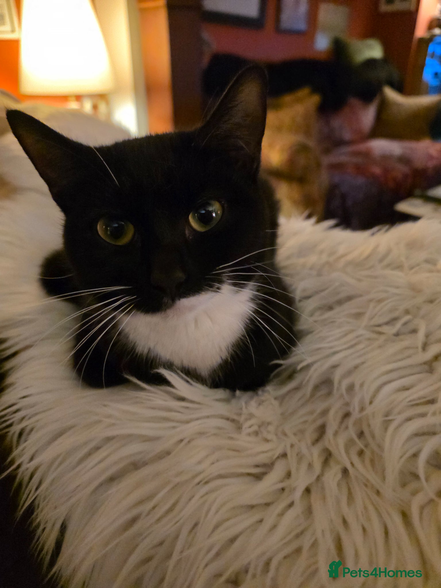 Mixed Breed cats 2 beautiful kittens for sale - Advert 1