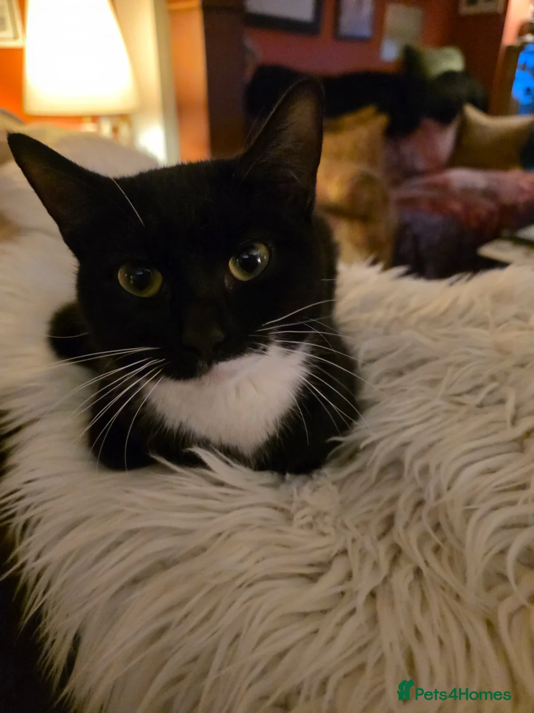 Mixed Breed cats for sale: 2 beautiful kittens for sale - Advert 1