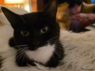 Mixed Breed cats 2 beautiful kittens for sale - Advert 1